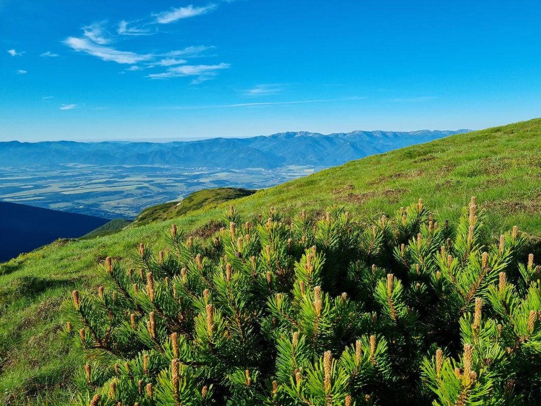 Rosocha widok na Tatry Niżnie