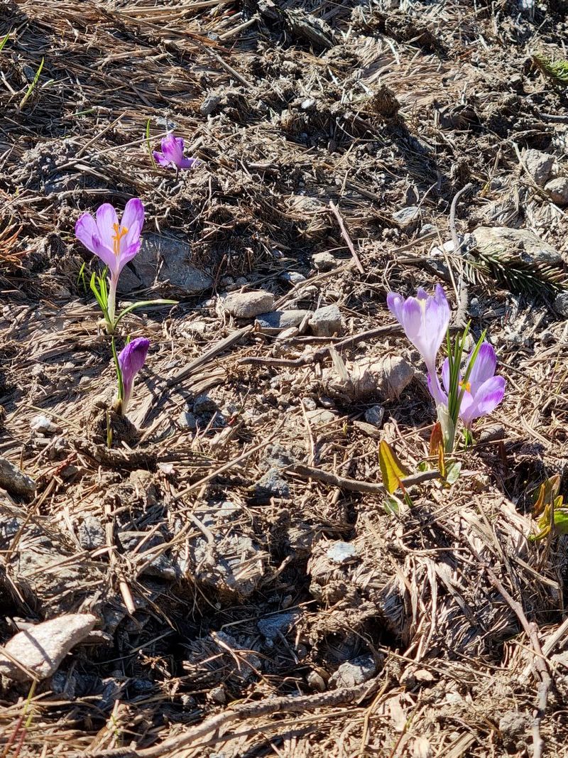 Krokusy